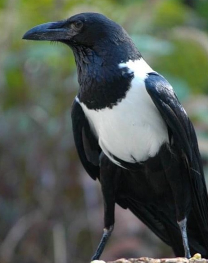 pied crow dallas zoo training session missing