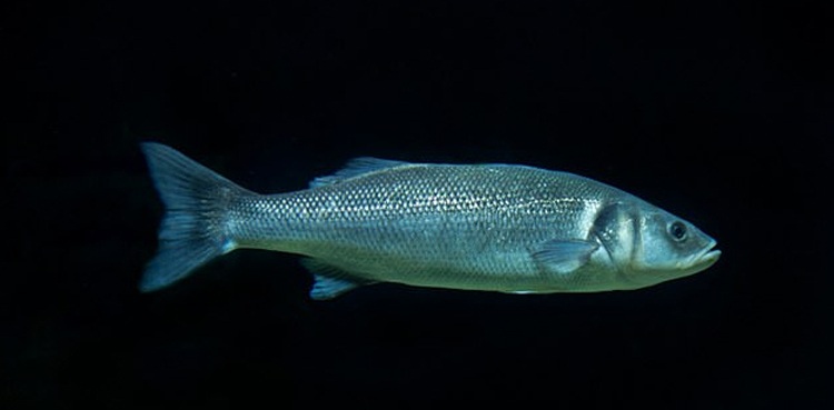 fish farm moon lunar surface water astronauts