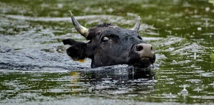 Loss of livestock during floods in Pakistan